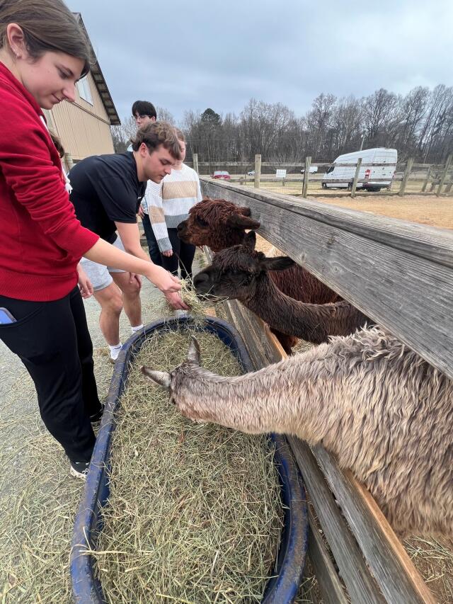 Three Ohio State Students feeding alpacas at a farm during their North Carolina Trip.