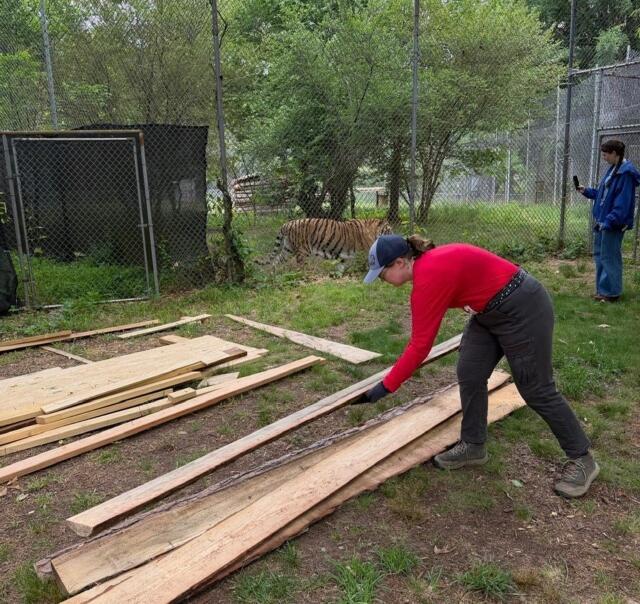 A student works with wooden boards outside of a tiger enclosure