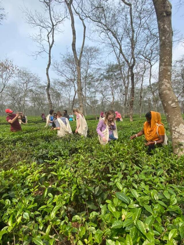 Group of college students harvesting tea alongside local harvesters at Teatulia Tea Garden