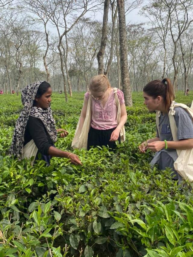 Two Buck-I-SERV student volunteers harvesting tea at Teatulia Tea Garden