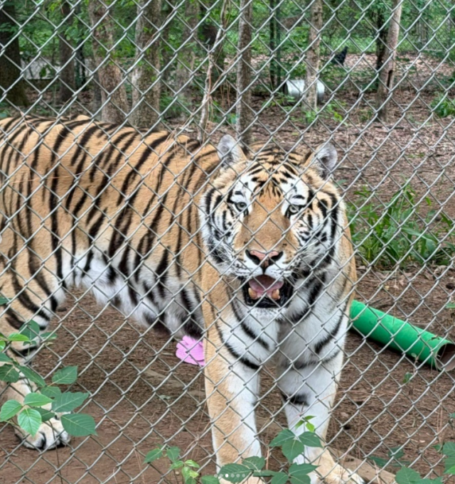 A tiger sits in an enclosure at Carolina Tiger Rescue