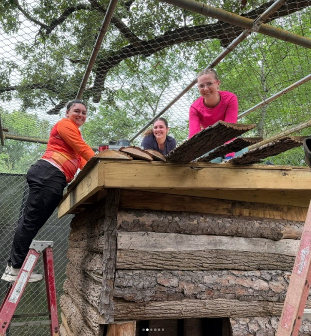 Students work on top of a wooden structure inside of an unoccupied tiger enclosure
